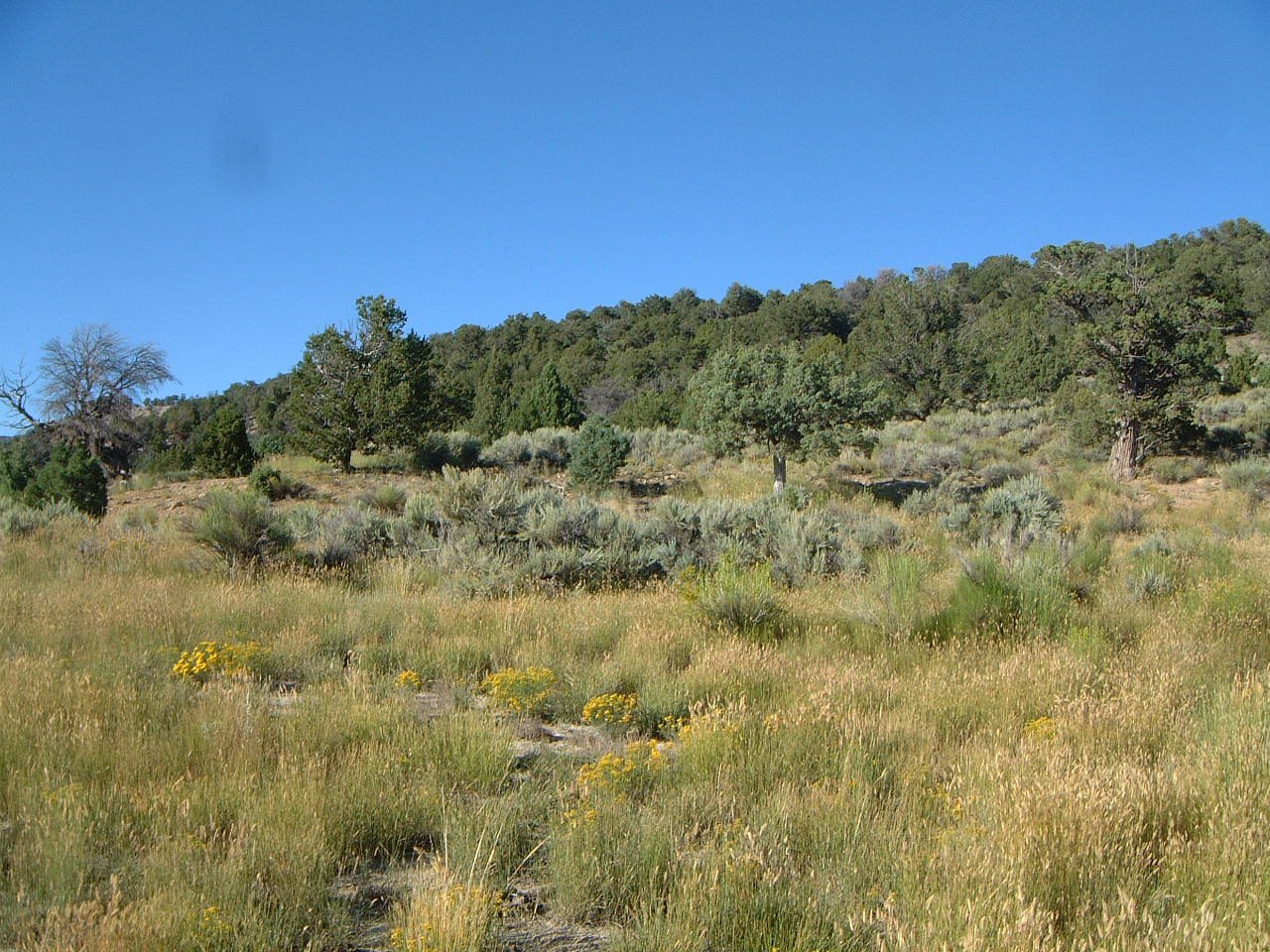North